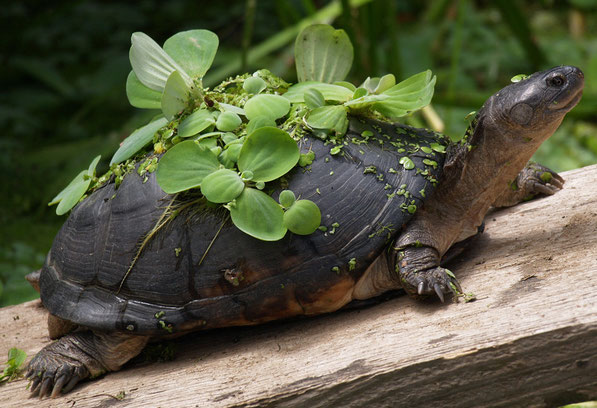 Pelusios castaneus Schildkröten als Haustiere