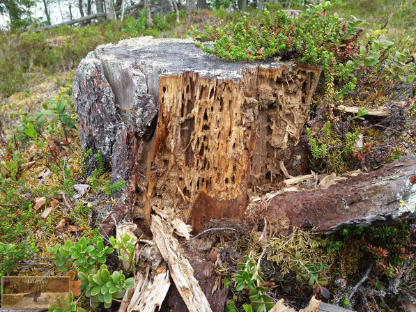 menschundnatur-unserezukunft, natur, pflanzen,specht