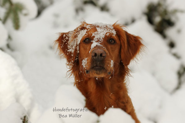 Hundetraining Wahrenholz Welpentraining, Alltagstraining