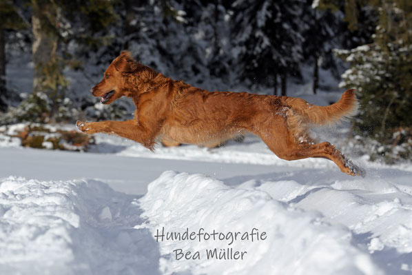 Hundetraining Wahrenholz, Alltagstraining, Dummytraining