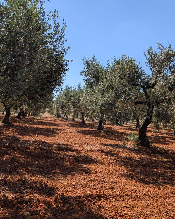 Sonniger Olivenhain in Sizilien, Ursprungsort des exklusiven Gusto Italiano Olivenöl Extra Vergine, direkt vom Erzeuger nach Kirchbichl, Tirol.