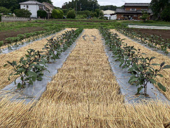 この時期恒例の麦わら集めと果菜類のわら敷作業がひと段落