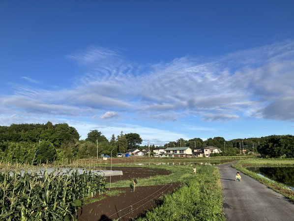 6月の台風一過の畑。雨量はずいぶんありましたが、風の被害はなく、ホッ