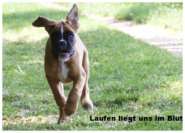 strong dog Boxer Hund vonderwaldnielerheide  Cani Cross