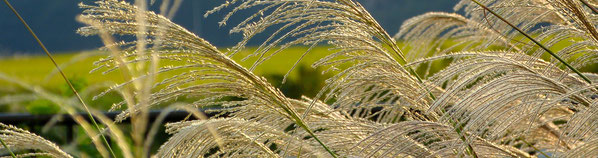 季節のおすすめ