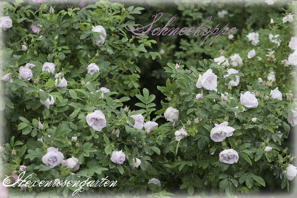 Rosiger Adventskalender im Hexenrosengarten - Rugosa-Hybride Schneekoppe