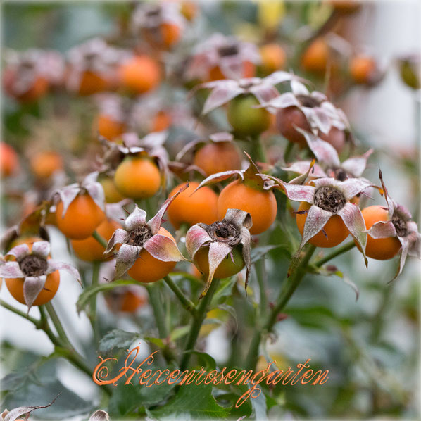 Zahlreiche orangefarbige Hagebutten reifen an der Beetrose Gelber Engel, wenn der zweite Flor geschnitten wird