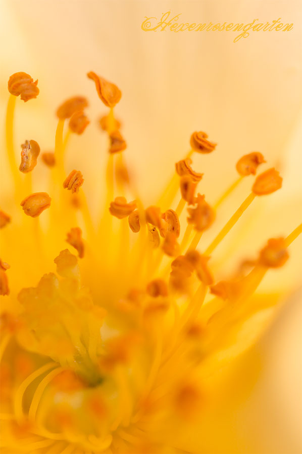 Rosiger Adventskalender im Hexenrosengarten - Faszinierende Insekten in den Rosenblüten