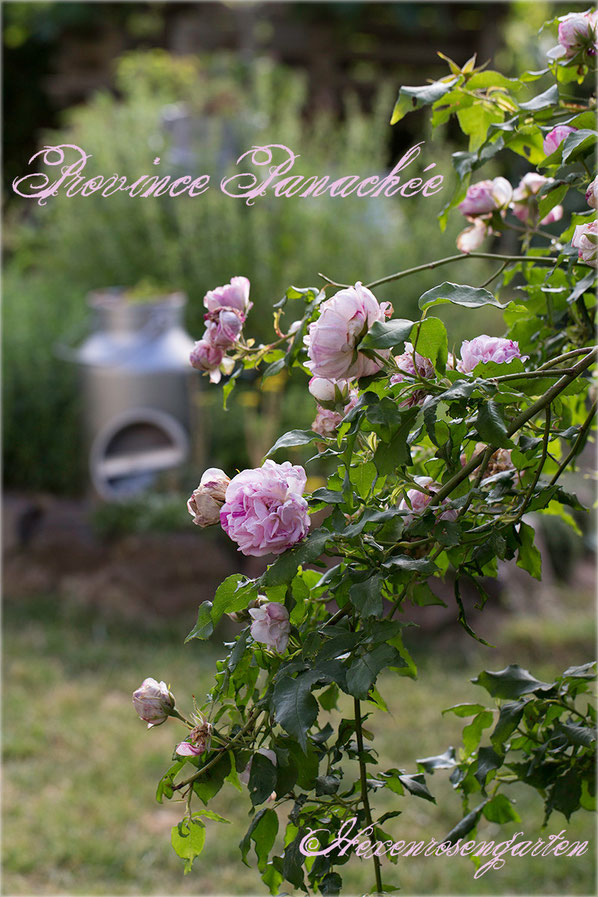 Rosen Rosenblog Hexenrosengarten Bourbonrose Ile de Bourbon Fontaine Province Panachee gestreift weiß lila Rosiger Adventskalender