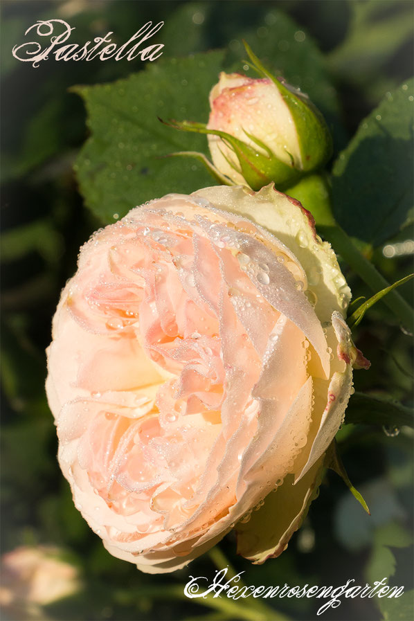 Rosiger Adventskalender im Hexenrosengarten - Floribundarose Pastella mit ADR-Prädikat aus dem Hause Tantau