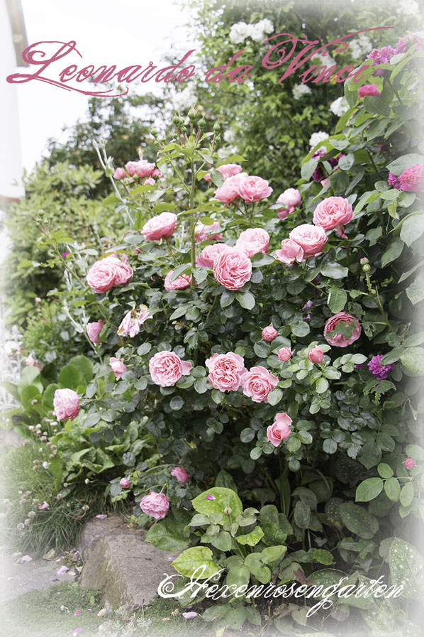 Rosiger Adventskalender im Hexenrosengarten - Rose Leonardo da Vinci - Floribundarose von Meilland