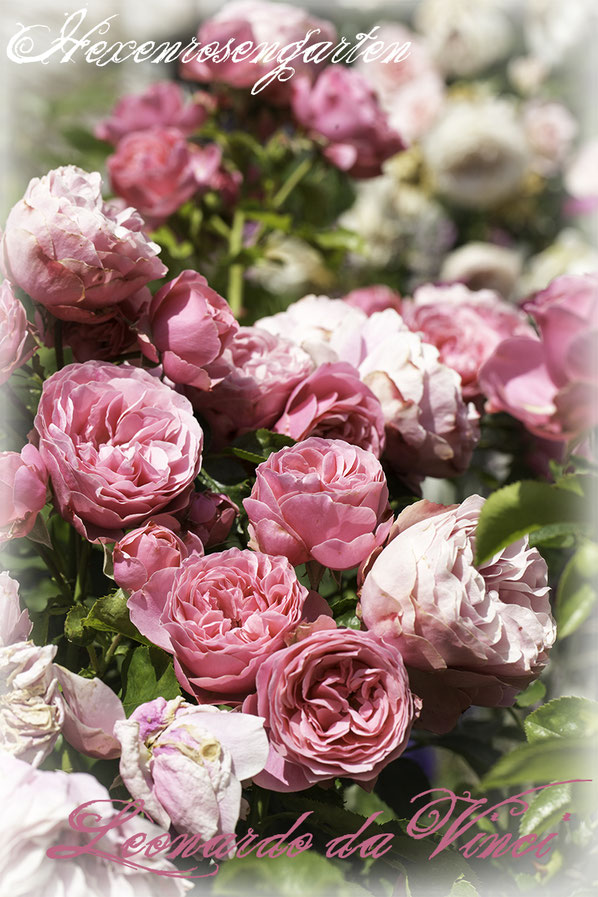 Rosiger Adventskalender im Hexenrosengarten - Rose Leonardo da Vinci - Floribundarose von Meilland