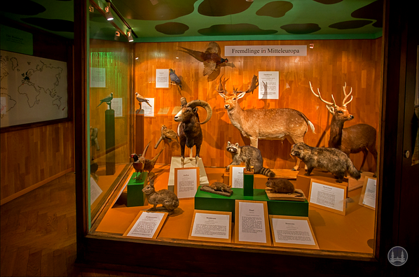 Privates Museum für Tierkunde Berlin. Vitrine der tierischer Importe