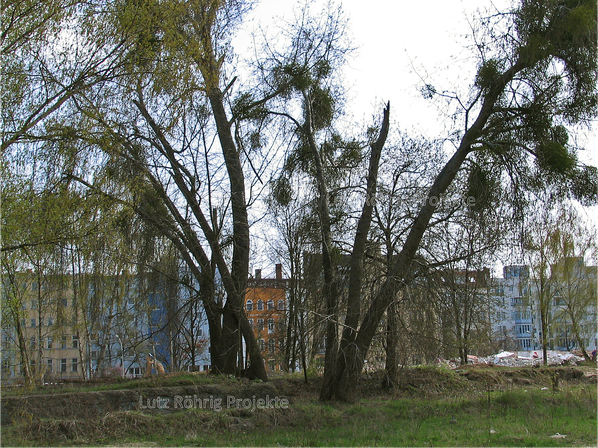 Zollpackhof der Anhalter Bahn, Berlin, Yorckstraße. Abbruch an der Gleisseite. Alte Bäume.