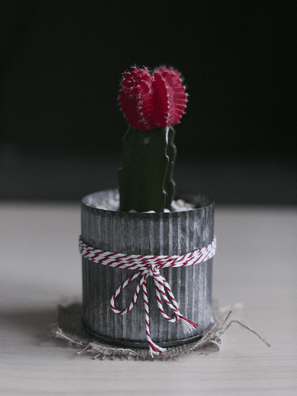 Cactus photographié sans boîte à lumière avec un appareil photo Canon