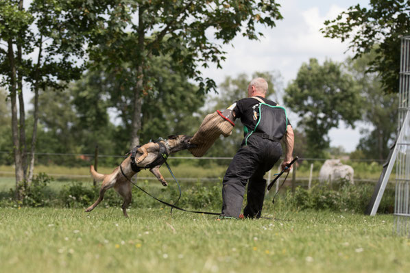 Schutzdienst/IGP Hundeschule TeampartnerHundHoya e.V.