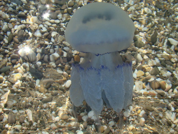 Rhizostomeae или медуза-корнерот.