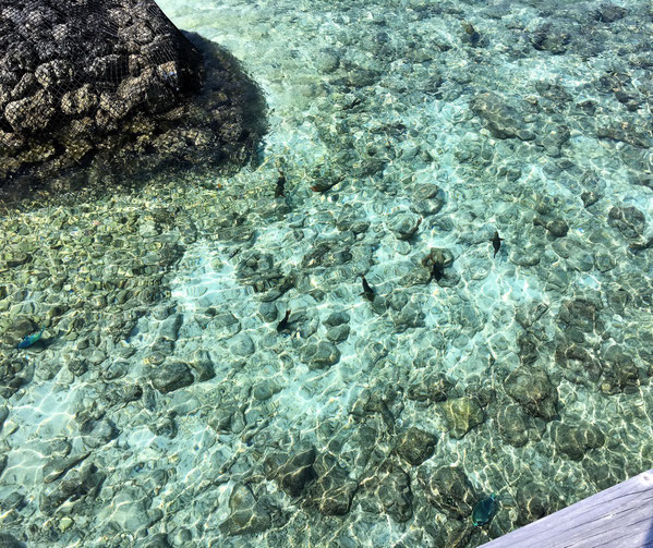 魚 🐟 🐟 🐟