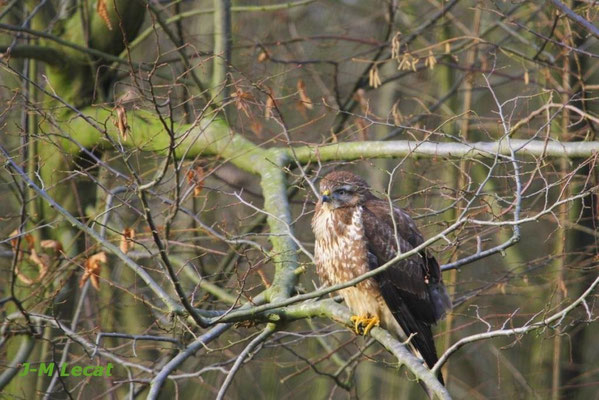 buse variable buteo buteo