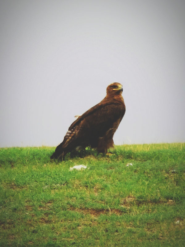 bigousteppes mongolie paysage