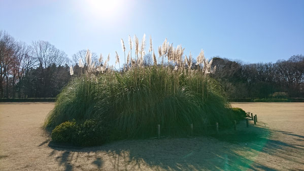 神代植物公園 芝生広場