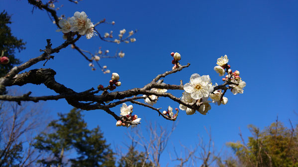 神代植物公園 梅