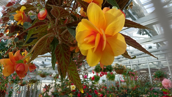神代植物公園 大温室 ベゴニア