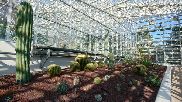 神代植物公園 大温室 サボテン