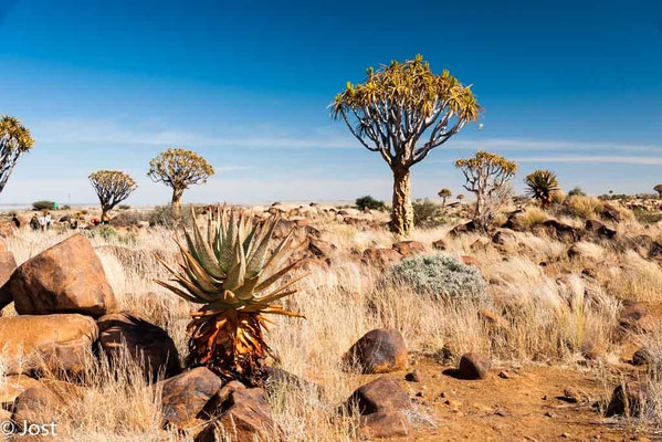 Namibia Köcherbaumwald  Nähe Mariental