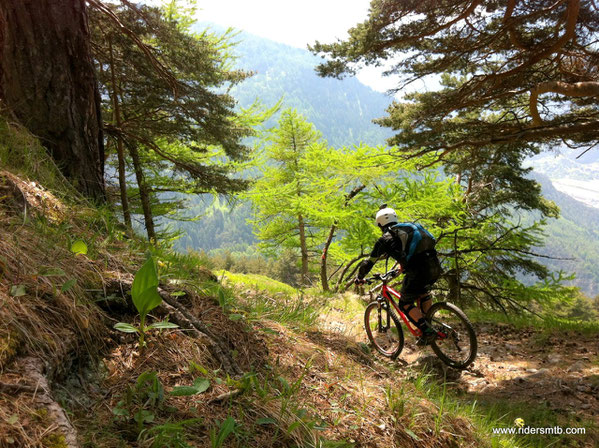 Dunkel è quasi annoiato dal sentiero troppo banale.....ma all'interno del parco naturale le GTA - più consone alla nostra disciplina -sono severamente vietate alle MTB