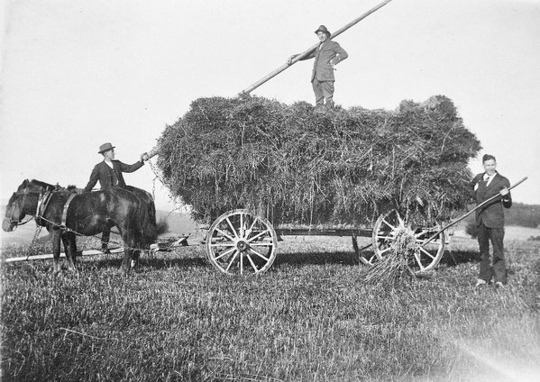Bei der Hafer-Ernte: Die letzte  Garbe wird aufgeladen und der "Wiesebaum" wird aufgelegt und festgezogen, damit die kostbare Fracht unterwegs auf holprigen Wegen nicht verloren geht.