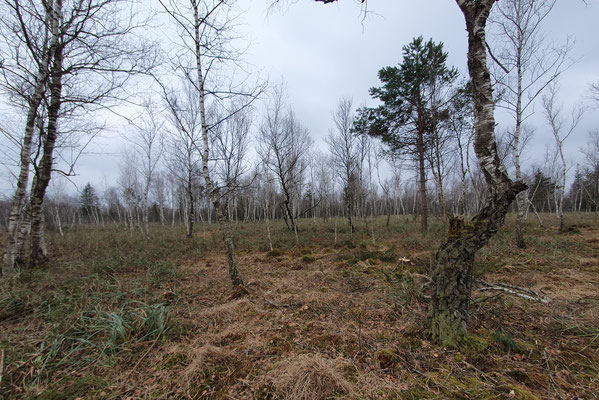 Fläche nach den Auflichtungsarbeiten mit lichtem Birkenbestand, Schneidried und Torfmoosen (Foto: Claudius Birke)