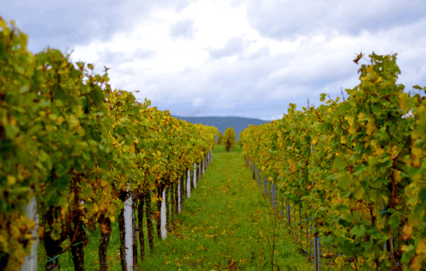 Weingut Ruzika Aktuell