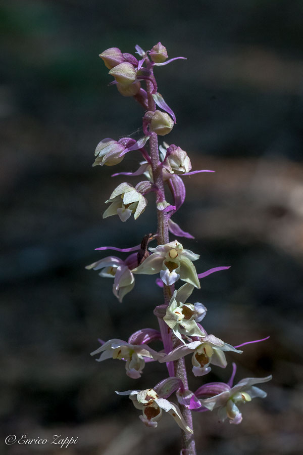 Epipactis purpurata apocromatica