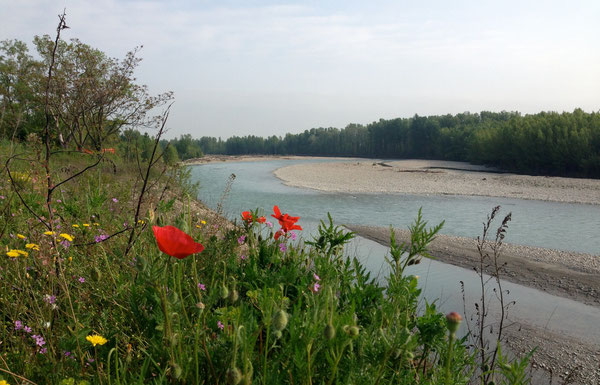 i primi papaveri lungo il fiume Panaro e le limpide acque di primavera