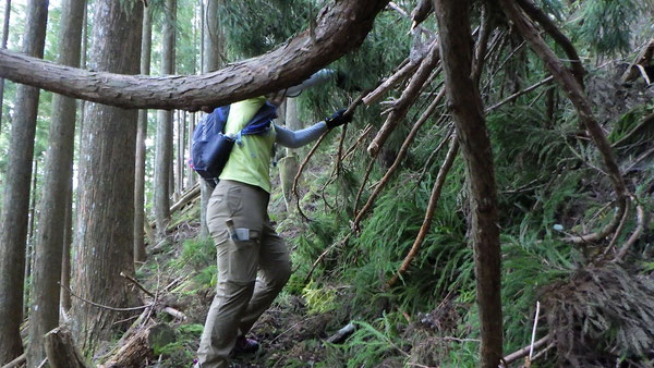 登山道を塞いでいる倒木