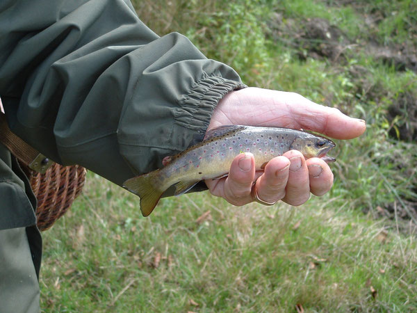 Pêche à la truite Treignac