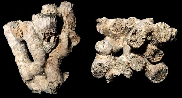 Cladocora caespitosa, Macchia della Turchina (Monteromano, VT)