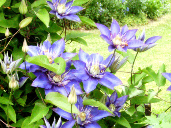 Clematis