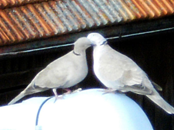 "Liebe"