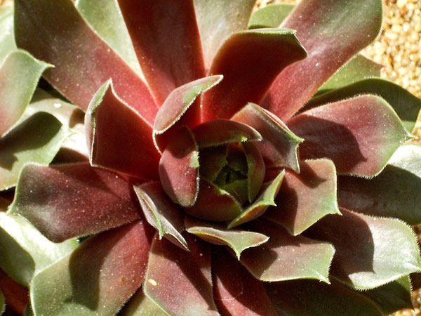 Hauswurz (Sempervivum)