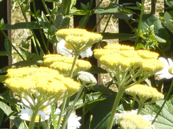 Schafgarbe (Millefolium) und Margeriten (Leucanthemum vulgare)