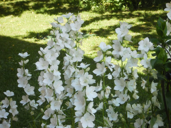 Ein Meer aus Glockenblumen (Campanula)