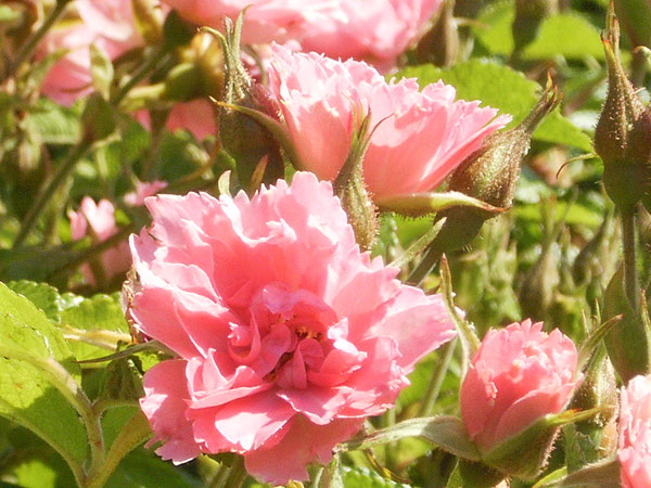 Rosen im Garten