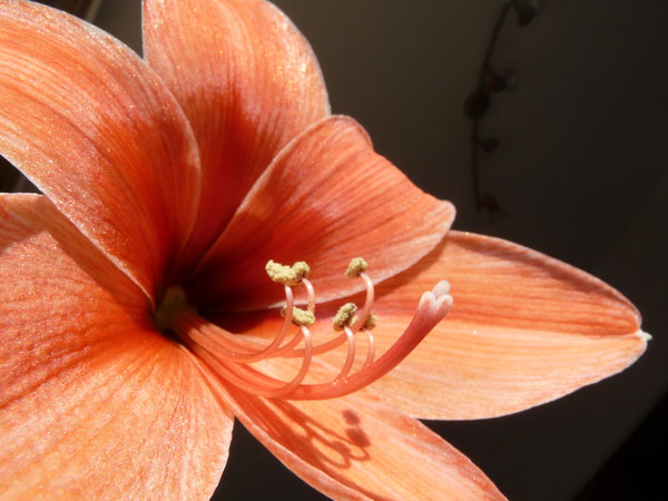 Amarillys prend le pause...