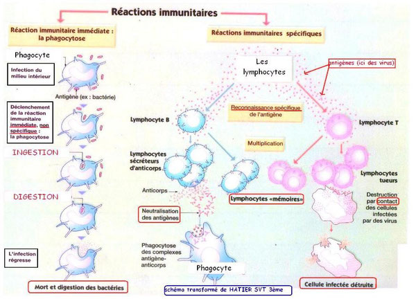 Schéma-bilan des 2 types de réponse immunitaire. Source: http://svt-au-college.pagesperso-orange.fr/3/p2_chap2.html