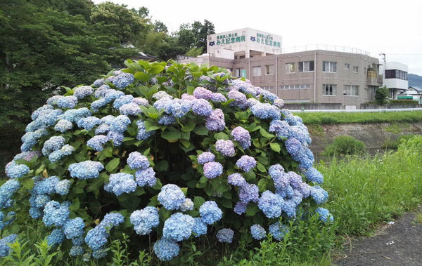 当院の側を流れる三重川沿いには四季折々の花が咲き、春は染井吉野の桜、八重桜、梅雨には紫陽花や立葵、夏は向日葵、秋は彼岸花や菜の花などが咲き誇ります。また、藤華医療専門学校リハビリ館（旧三重高校）近くの巣山に住む白鷺が、三重川の魚を目当てに飛来する光景も風情があります。