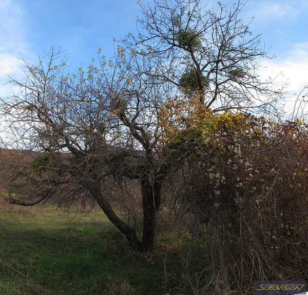 Ориентир - старое плодовое дерево с шарами омелы