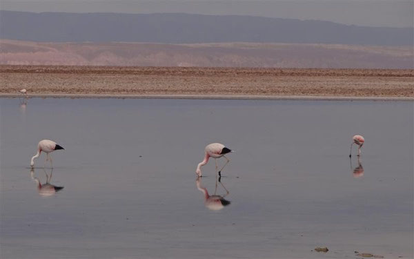 ich dachte immer, Flamingo wäre spanisch, aber die heißen dort "flamencos"