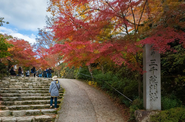 京都大原三千院の紅葉